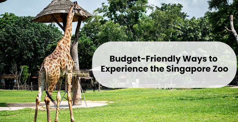 Budget-Friendly Ways to Experience the Singapore Zoo