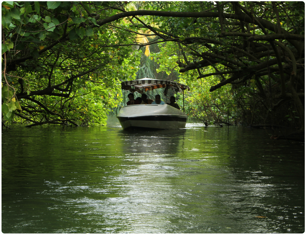 Poovar Backwaters