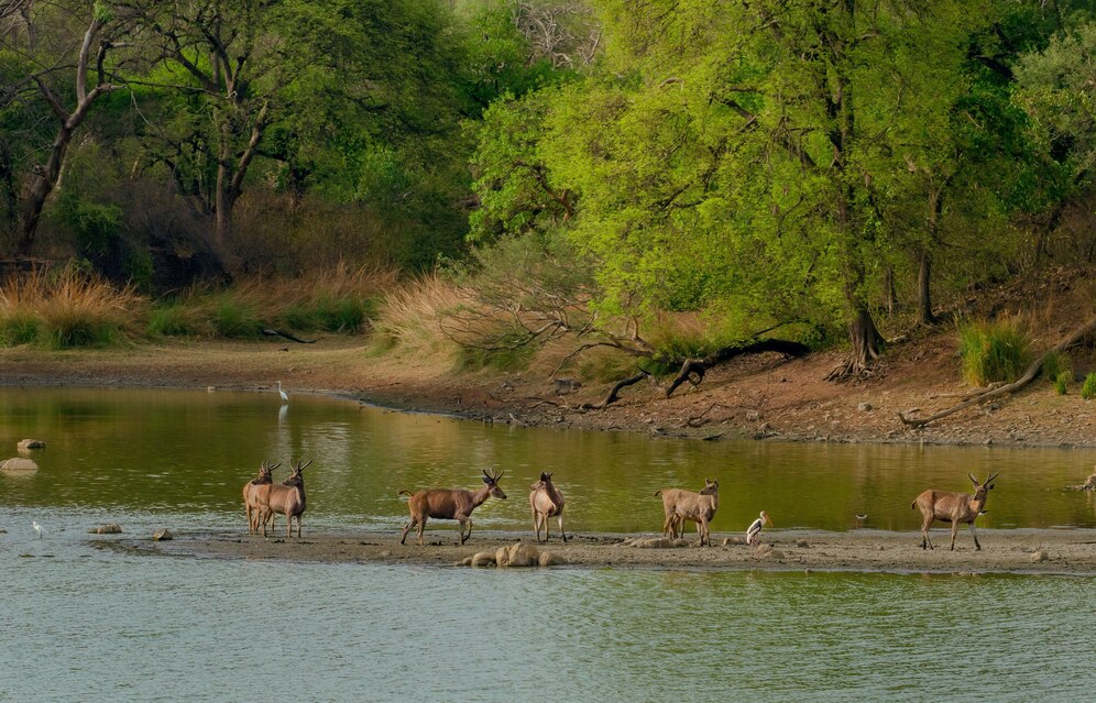 Pench National Park