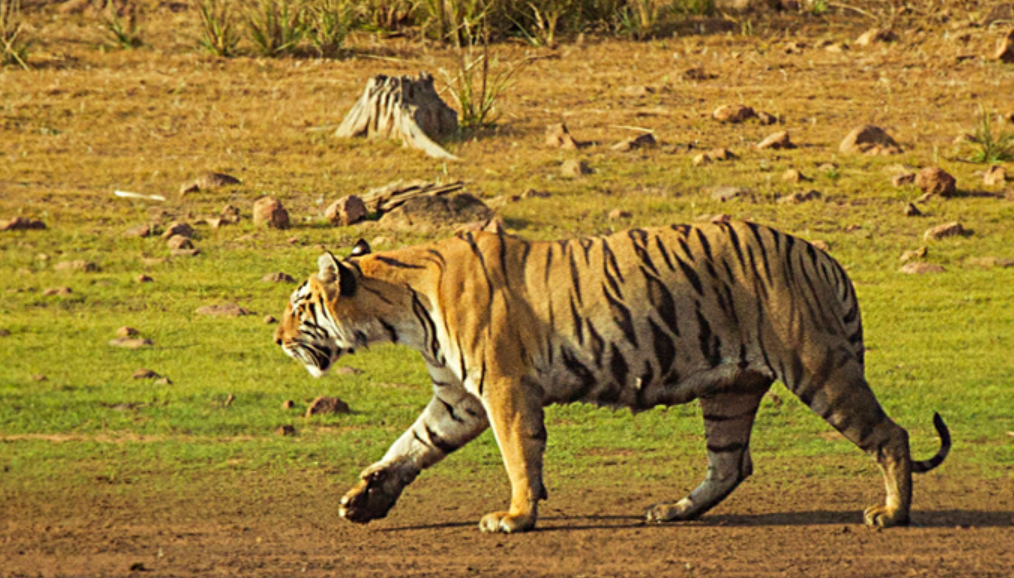 Tadoba National Park