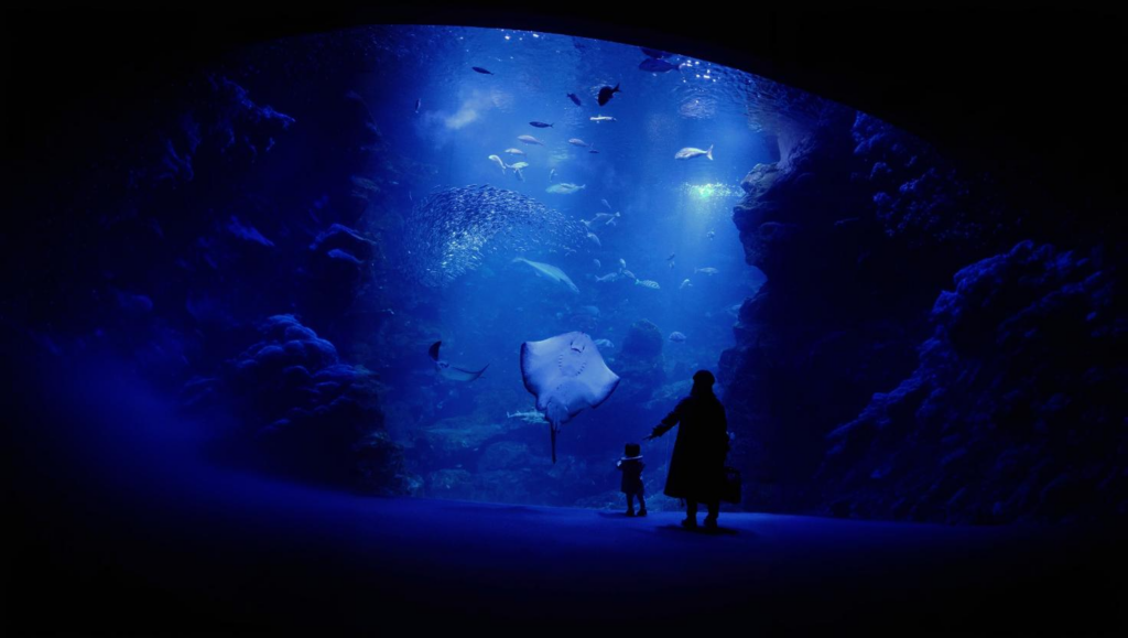 Must visit attraction in Dubai, Aquarium and Underwater Zoo